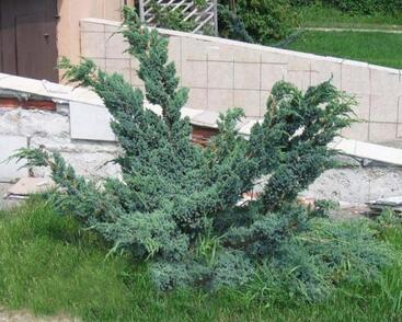 Jalovec šupinatý 'Meyeri Compacta'