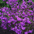 Krásnoplodka Bodinierova 'Autumn Glory' - Callicarpa bodinieri 'Autumn Glory'