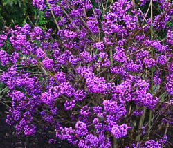 Krásnoplodka Bodinierova 'Autumn Glory'