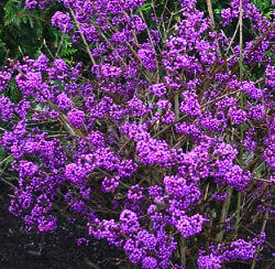 Krásnoplodka Bodinierova 'Autumn Glory' - Callicarpa bodinieri 'Autumn Glory'