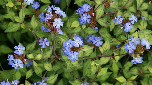 Olověnec Willmotův - Ceratostigma willmottianum