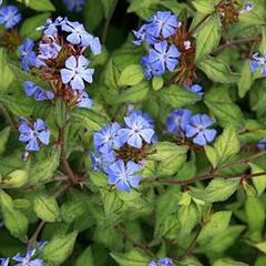 Olověnec Willmotův - Ceratostigma willmottianum