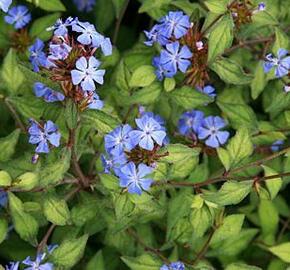 Olověnec Willmotův - Ceratostigma willmottianum