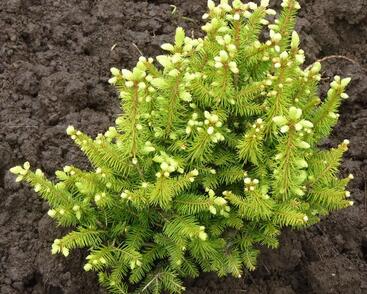 Smrk ztepilý 'Remontii'