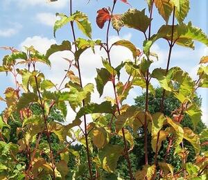 Javor 'Mozart' - Acer conspicuum 'Mozart'