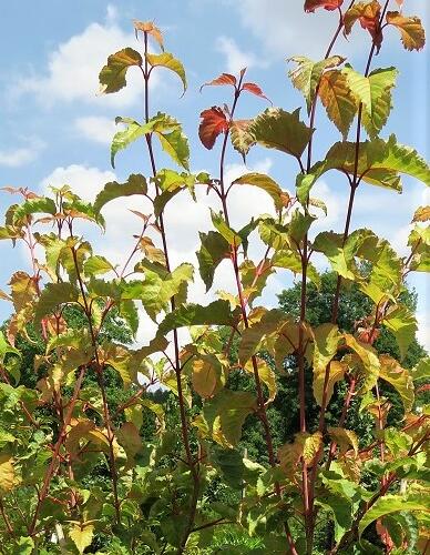 Javor 'Mozart' - Acer conspicuum 'Mozart'