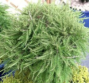 Tisovec dvouřadý 'Cave Hill' - Taxodium distichum 'Cave Hill'