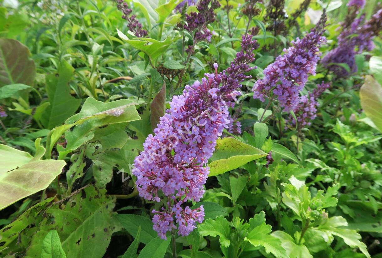 Motýlí keř, Komule Davidova 'Peacock' - Buddleja davidii 'Peacock'