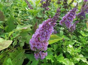 Motýlí keř, Komule Davidova 'Peacock' - Buddleja davidii 'Peacock'