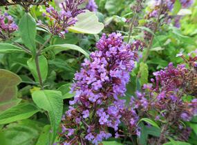 Motýlí keř, Komule Davidova 'Peacock' - Buddleja davidii 'Peacock'