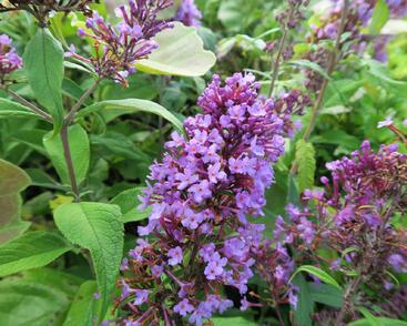 Motýlí keř, Komule Davidova 'Peacock'