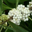 Krásnoplodka Bodinierova 'White Beauty' - Callicarpa bodinieri 'White Beauty'