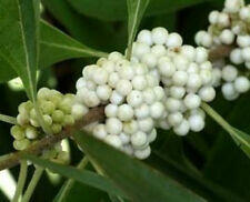 Krásnoplodka Bodinierova 'White Beauty' - Callicarpa bodinieri 'White Beauty'