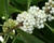 Krásnoplodka Bodinierova 'White Beauty'