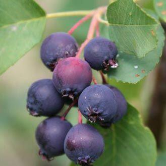 Muchovník olšolistý 'Smokey' - Amelanchier alnifolia 'Smokey'