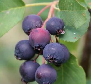 Muchovník olšolistý 'Smokey' - Amelanchier alnifolia 'Smokey'