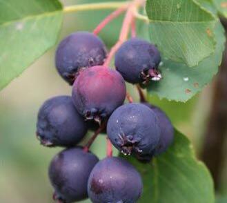 Muchovník olšolistý 'Smokey'