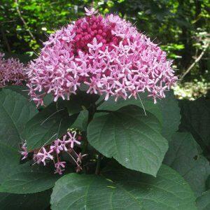 Blahokeř Bungeův - Clerodendrum bungei