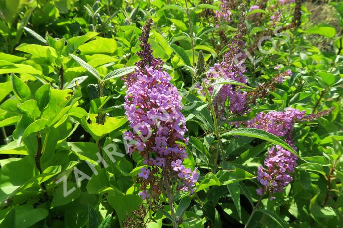 Motýlí keř, Komule Davidova 'Sophie' - Buddleja davidii 'Sophie'