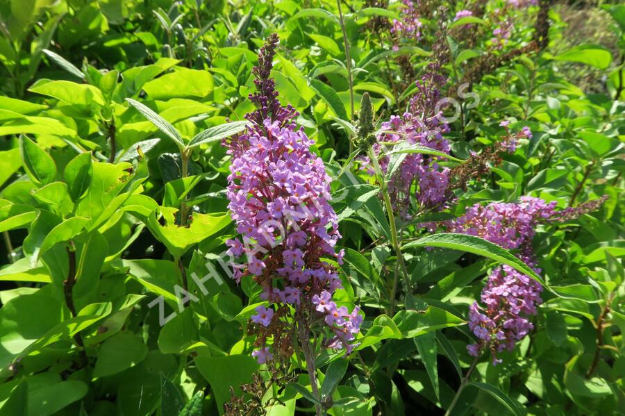 Motýlí keř, Komule Davidova 'Sophie' - Buddleja davidii 'Sophie'