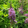 Motýlí keř, Komule Davidova 'Sophie' - Buddleja davidii 'Sophie'