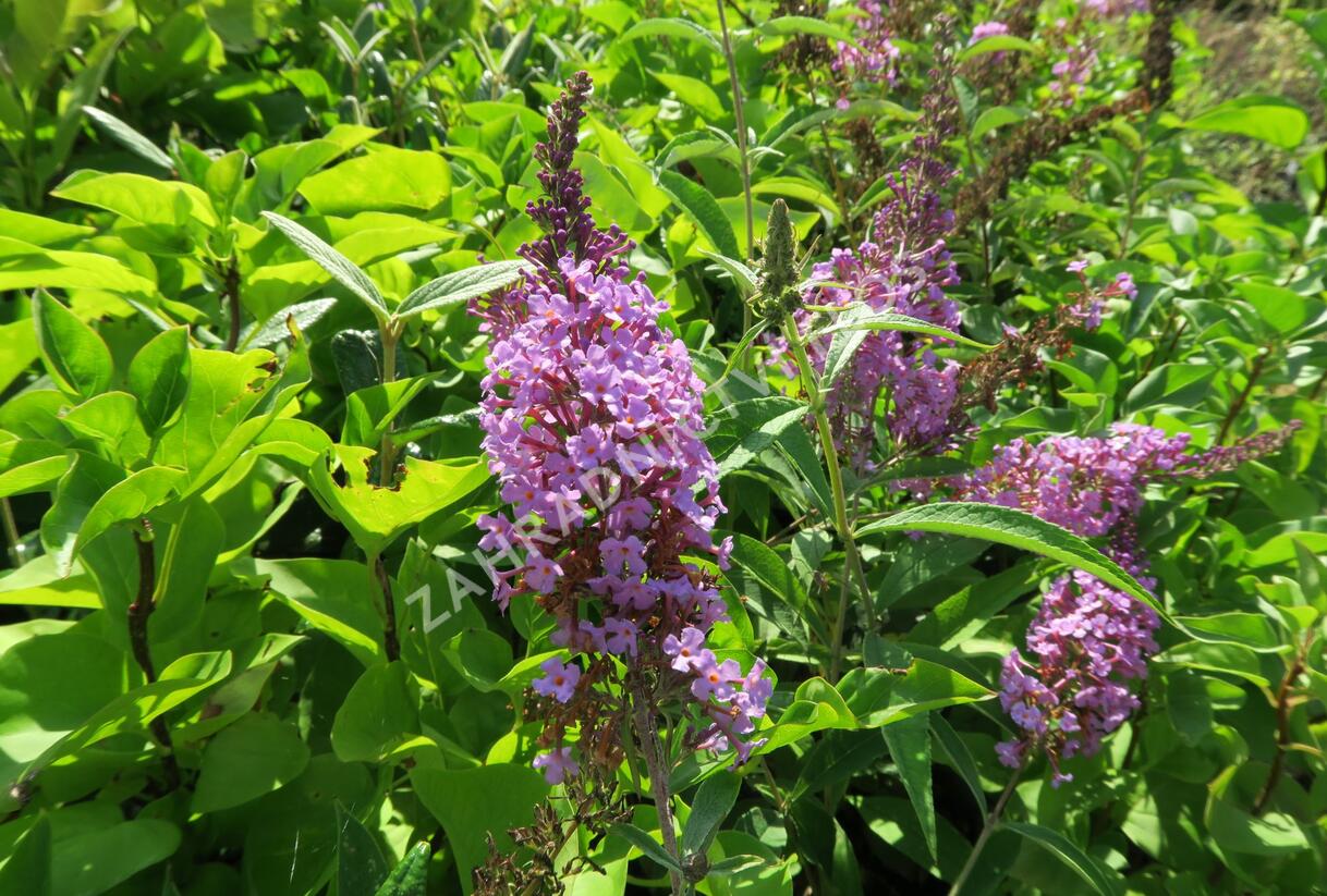Motýlí keř, Komule Davidova 'Sophie' - Buddleja davidii 'Sophie'