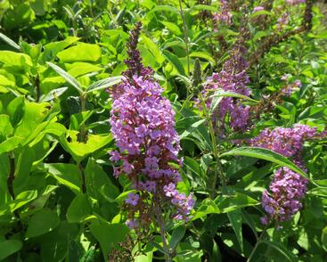 Motýlí keř, Komule Davidova 'Sophie'