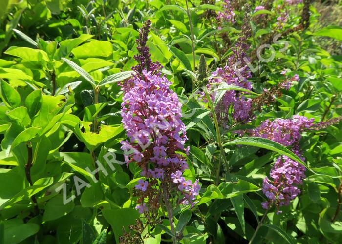Motýlí keř, Komule Davidova 'Sophie' - Buddleia davidii 'Sophie'