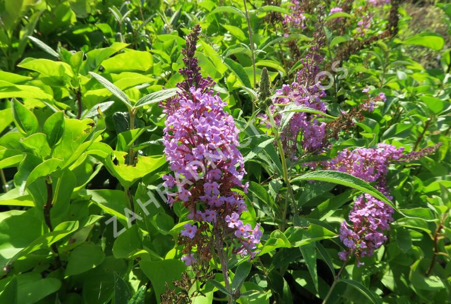 Motýlí keř, Komule Davidova 'Sophie' - Buddleja davidii 'Sophie'
