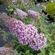 Motýlí keř, Komule Davidova 'Gulliver' - Buddleja davidii 'Gulliver'