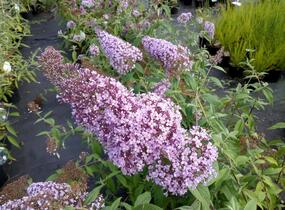 Motýlí keř, Komule Davidova 'Gulliver' - Buddleja davidii 'Gulliver'