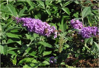 Motýlí keř, Komule Davidova 'Argus Velvet' - Buddleja davidii 'Argus Velvet'
