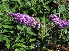 Motýlí keř, Komule Davidova 'Argus Velvet' - Buddleja davidii 'Argus Velvet'