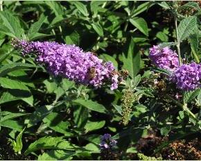 Motýlí keř, Komule Davidova 'Argus Velvet' - Buddleja davidii 'Argus Velvet'