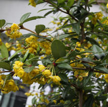 Dřišťál 'Chenaultii' - Berberis hybrido-gagnepainii 'Chenaultii'