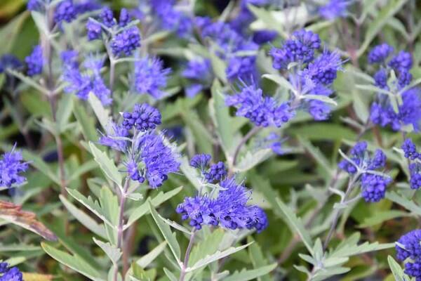 Ořechokřídlec clandonský 'Kew Blue' - Caryopteris clandonensis 'Kew Blue'