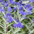 Ořechokřídlec clandonský 'Kew Blue' - Caryopteris clandonensis 'Kew Blue'