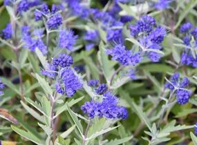 Ořechokřídlec clandonský 'Kew Blue' - Caryopteris clandonensis 'Kew Blue'