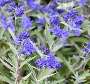 Ořechokřídlec clandonský 'Kew Blue' - Caryopteris clandonensis 'Kew Blue'