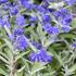 orechokridlec-clandonsky-kew-blue.jpg