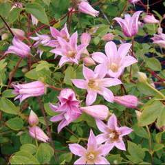 Plamének 'Mienie Belle' PBR - Clematis 'Mienie Belle' PBR