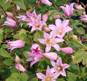 Plamének 'Mienie Belle' PBR - Clematis 'Mienie Belle' PBR