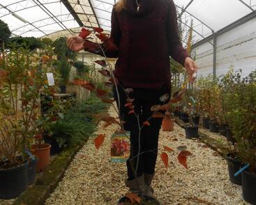 Zmarlika kanadská 'Red Force'