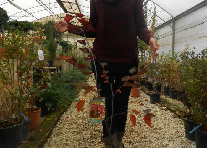 Zmarlika kanadská 'Red Force' - Cercis canadensis 'Red Force'