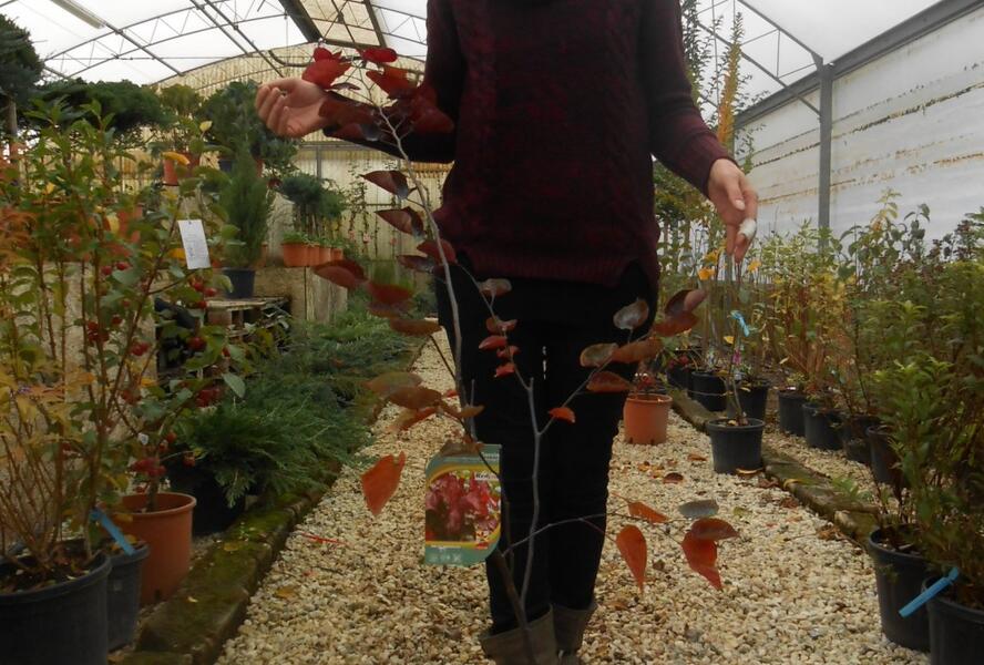 Zmarlika kanadská 'Red Force' - Cercis canadensis 'Red Force'