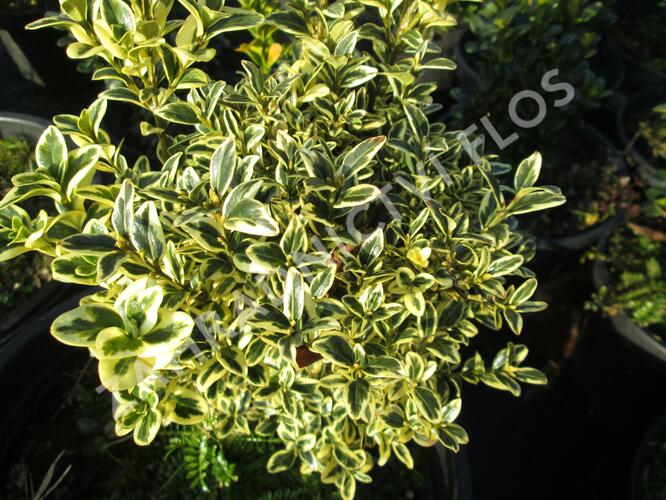 Zimostráz obecný 'Aureovariegata' - koule - Buxus sempervirens 'Aureovariegata' - koule