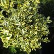 Zimostráz obecný 'Aureovariegata' - koule - Buxus sempervirens 'Aureovariegata' - koule