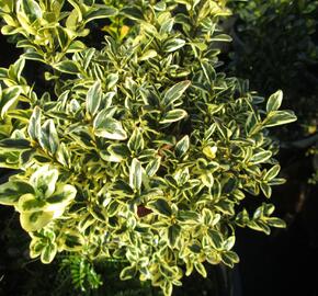 Zimostráz obecný 'Aureovariegata' - koule - Buxus sempervirens 'Aureovariegata' - koule