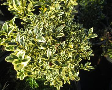 Zimostráz obecný 'Aureovariegata' - koule