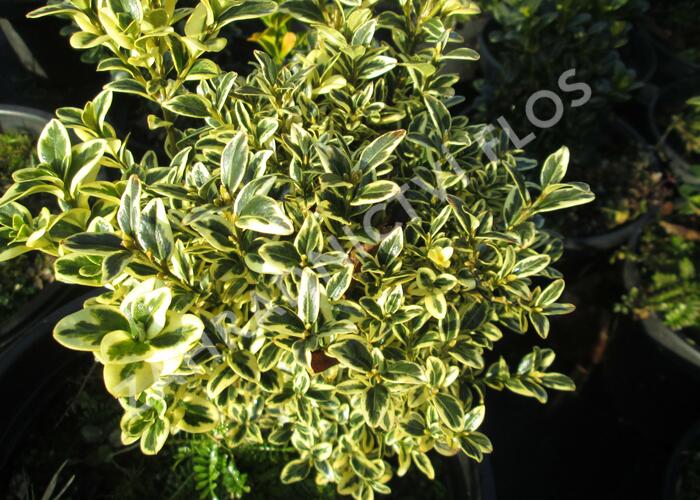 Zimostráz obecný 'Aureovariegata' - koule - Buxus sempervirens 'Aureovariegata' - koule